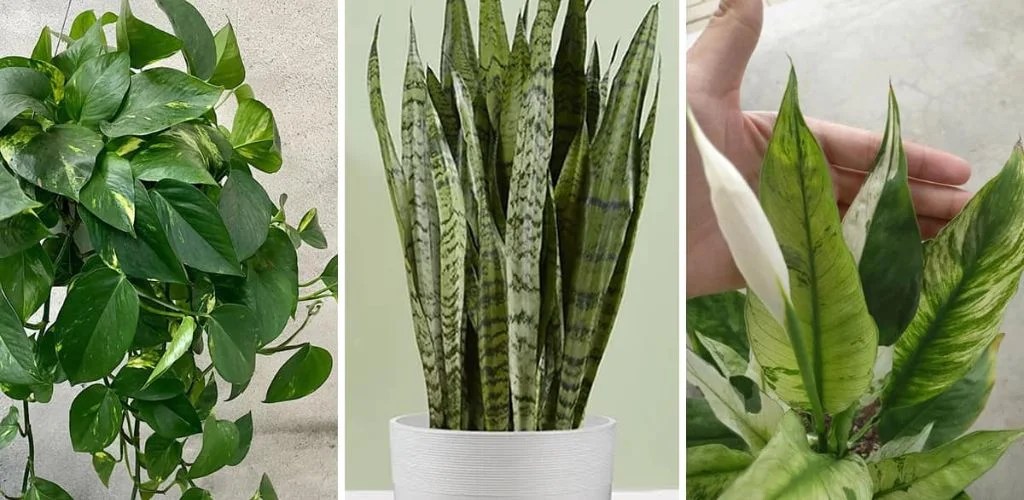 6 Indoor Plants Proven to Reduce Dust and Allergens in Your Home
