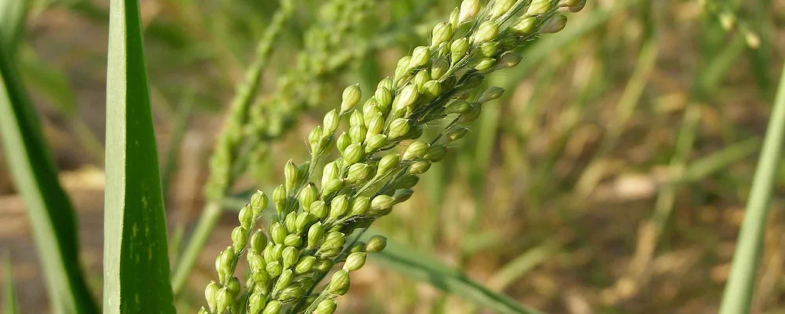 Organic Millets We sell organic products