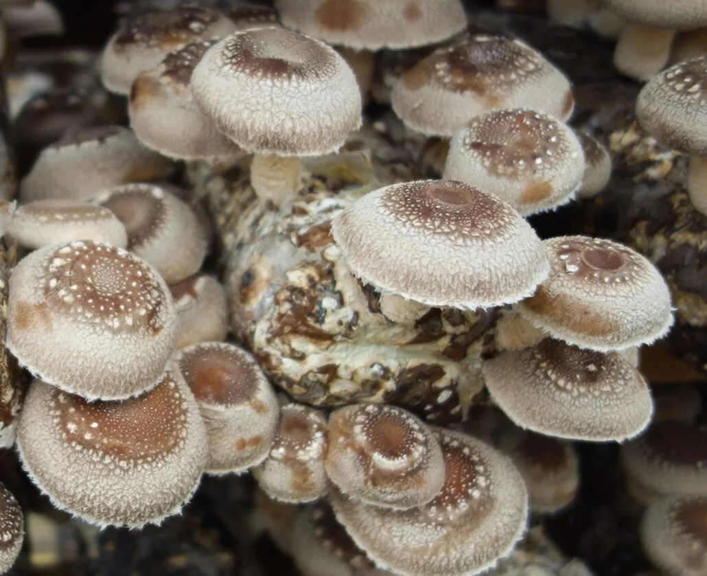 Extraction of bioactive compounds Organic Mushrooms