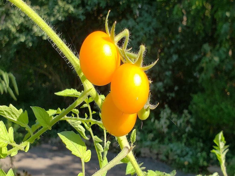 Organic Sun Sugar Tomato Seeds Buy Organic Seeds From Organic Plant It