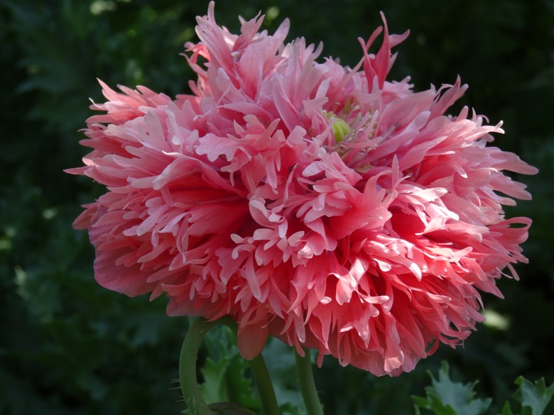 Organic Double Flowering Poppy Seeds Buy Organic Seeds From Organic