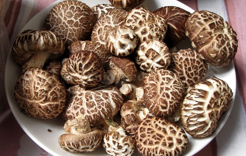 Benefits of Shiitake Mushrooms