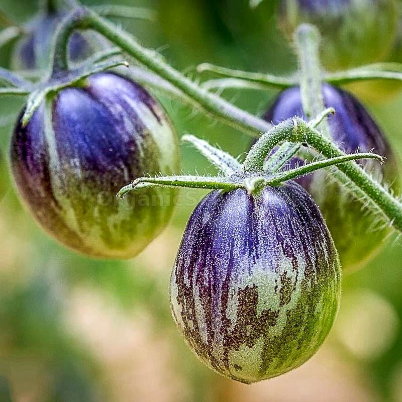 «Kaleidoscopic Jewel» Organic Tomato Seeds Shipping is free for
