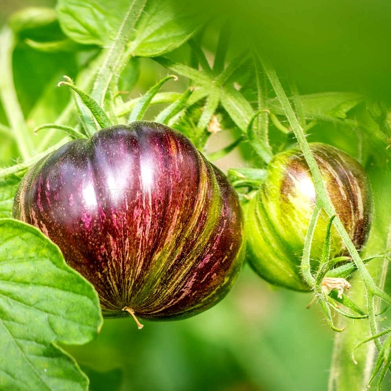 Kaleidoscopic Jewel Tomato Seeds Organic Beautiful Striped Stripe
