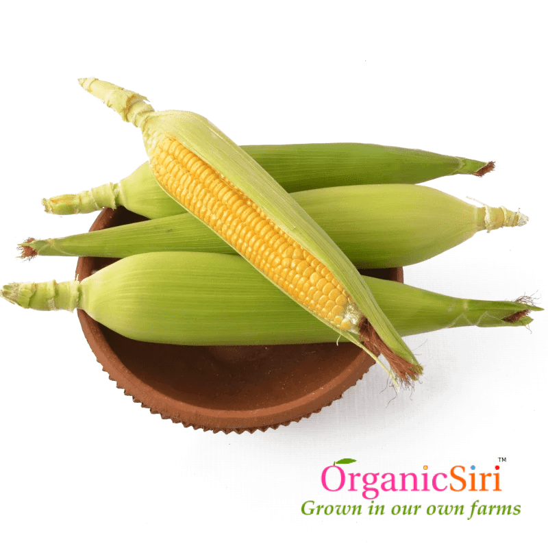 Organic Corn 4pc OrganicSiri Farms