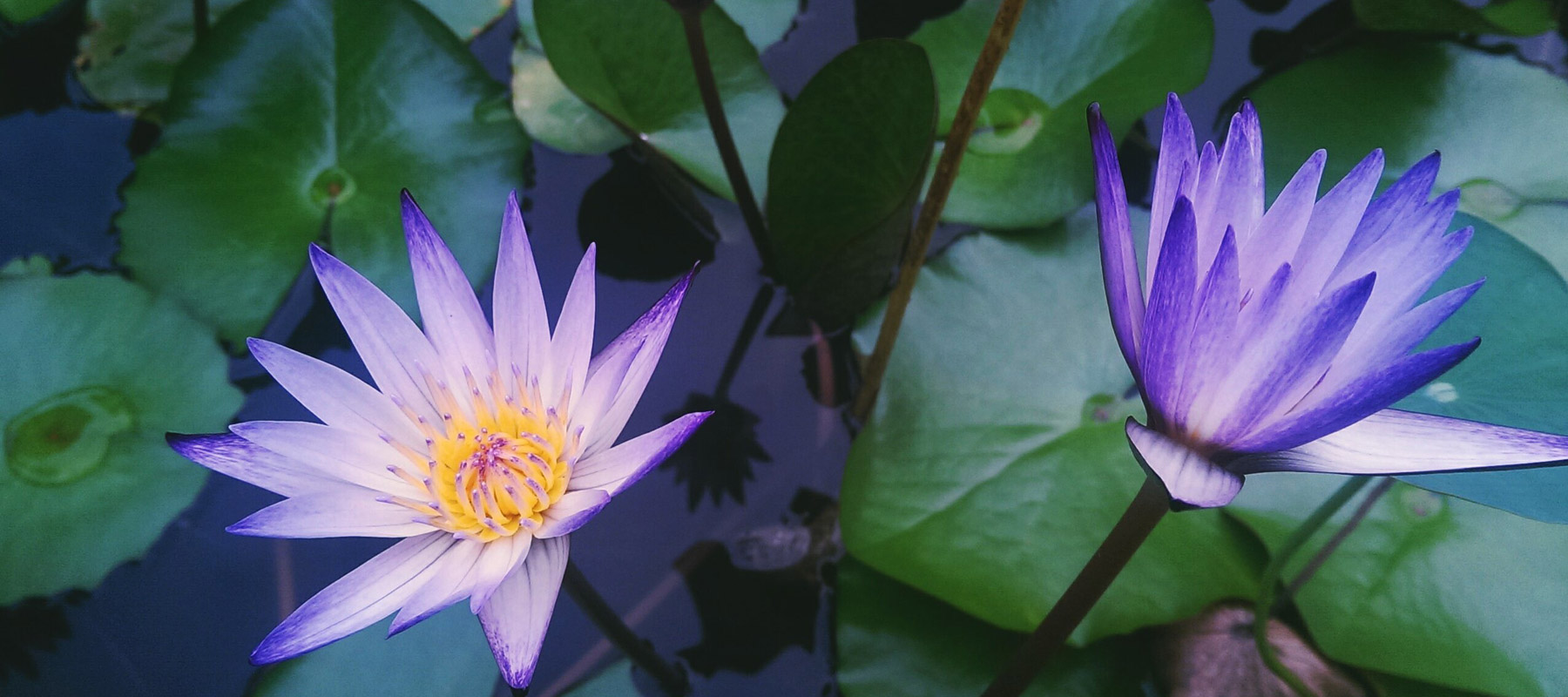 The Birth of The WaterLily Structure