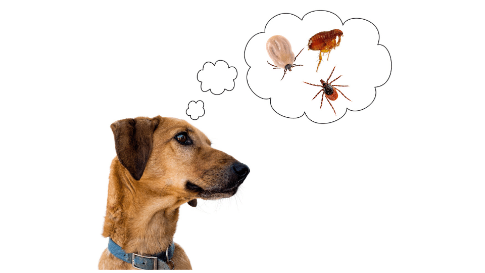 Do Ticks Drown In A Washing Machine