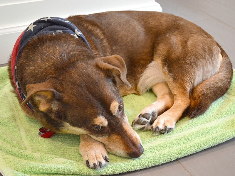 DIY Dog Cooling Mat Easytomake Dog Cooling Bed and Pad