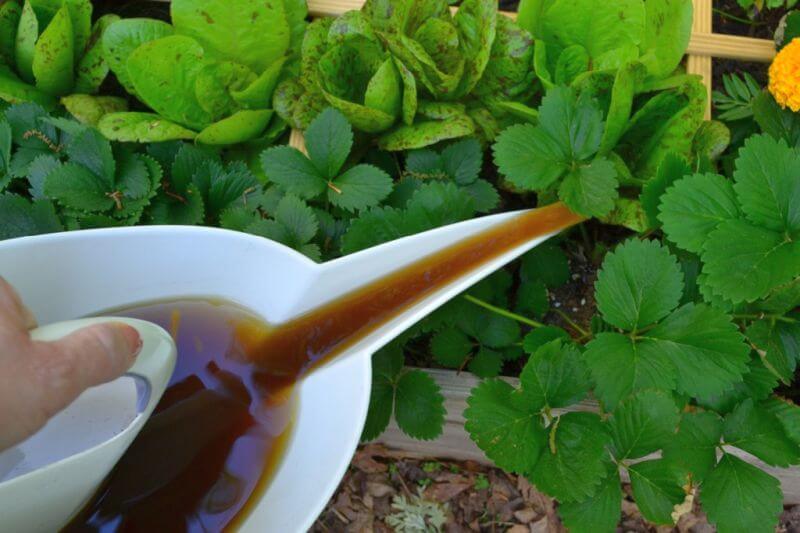 Do Compost Teas Work? Organolawn