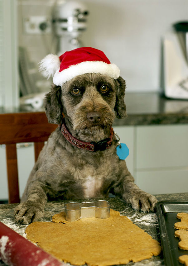 dog biscuits thermomix