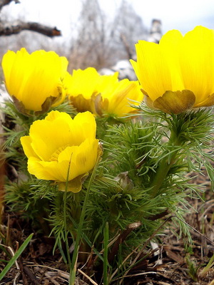 Adonis Vernal Ranunculus Flower Formula The Use Of Adonis In Classical And Folk Medicine In The Treatment Of Diseases