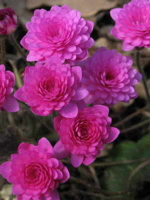 Iso kalu College poika