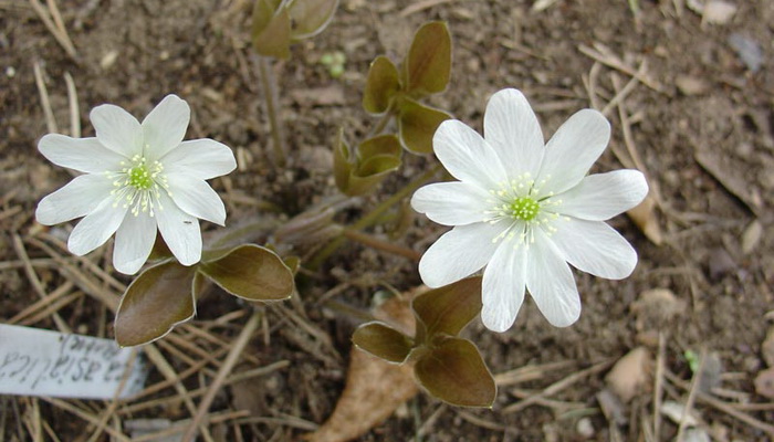 vapaa amatööri galleriat