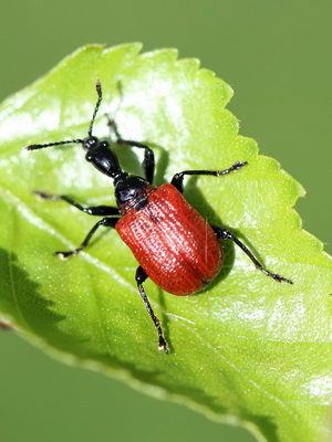 iso kalu bitch.com tulla sisään