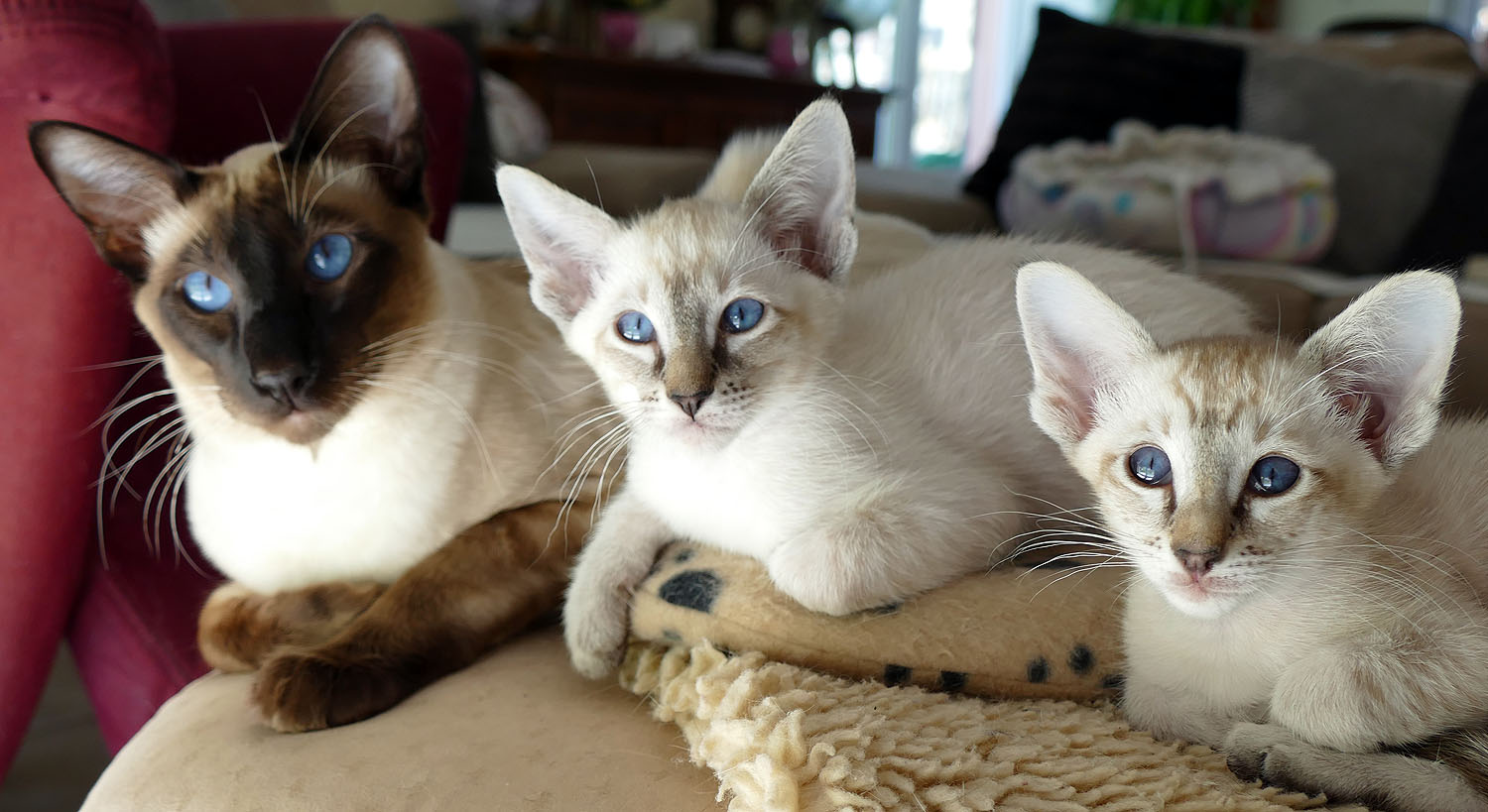 Siamkatzen (Siamesen), OKH (Orientalen), OLH (Javanesen