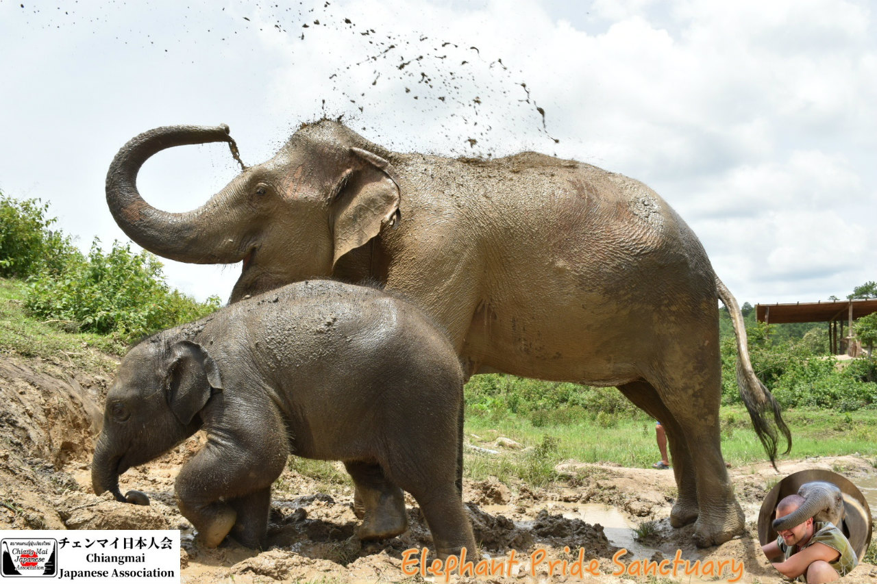 エレファント・プライド・サンクチュアリ (Elephant Pride Sanctuary) タイ北部チェンマイ情報ステーション