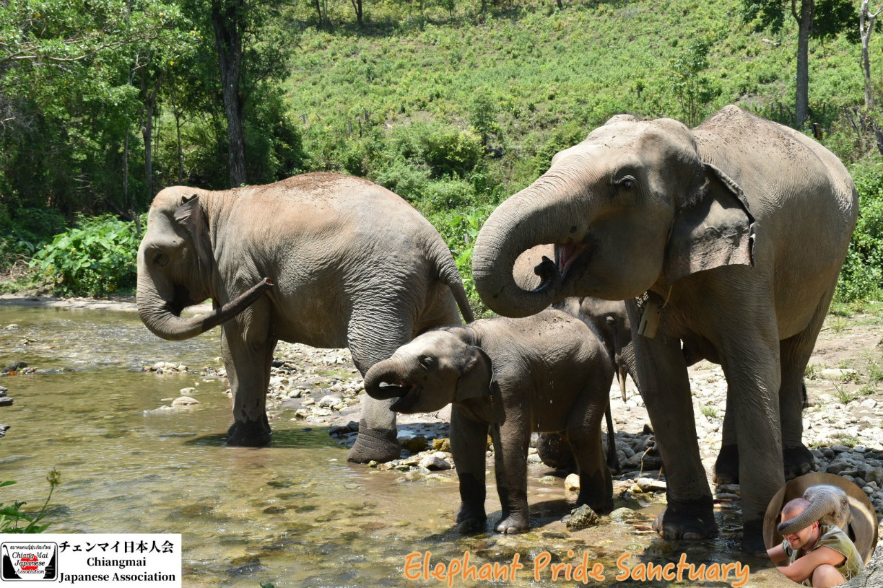 エレファント・プライド・サンクチュアリ (Elephant Pride Sanctuary) タイ北部チェンマイ情報ステーション