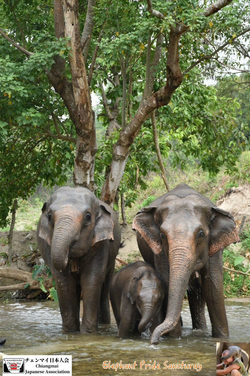 エレファント・プライド・サンクチュアリ (Elephant Pride Sanctuary) タイ北部チェンマイ情報ステーション