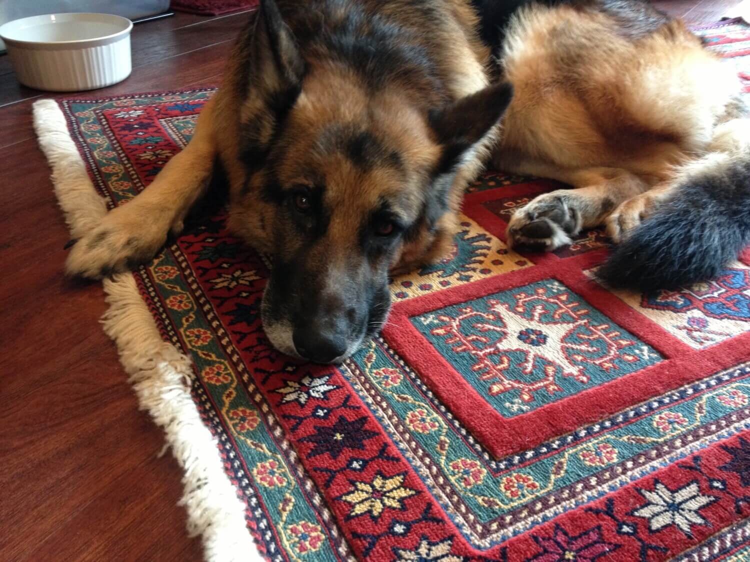 How to Protect Your Oriental and Persian Rugs from Pet Urine Damage