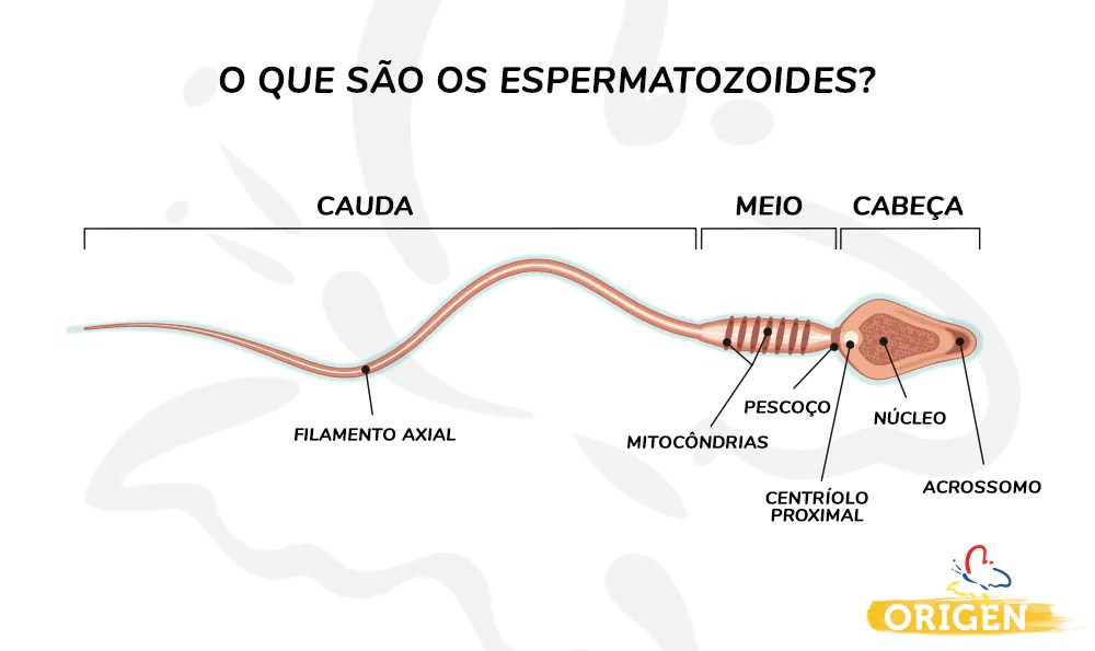 Esperma e espermatozoide existe diferença? » Clínica Origen
