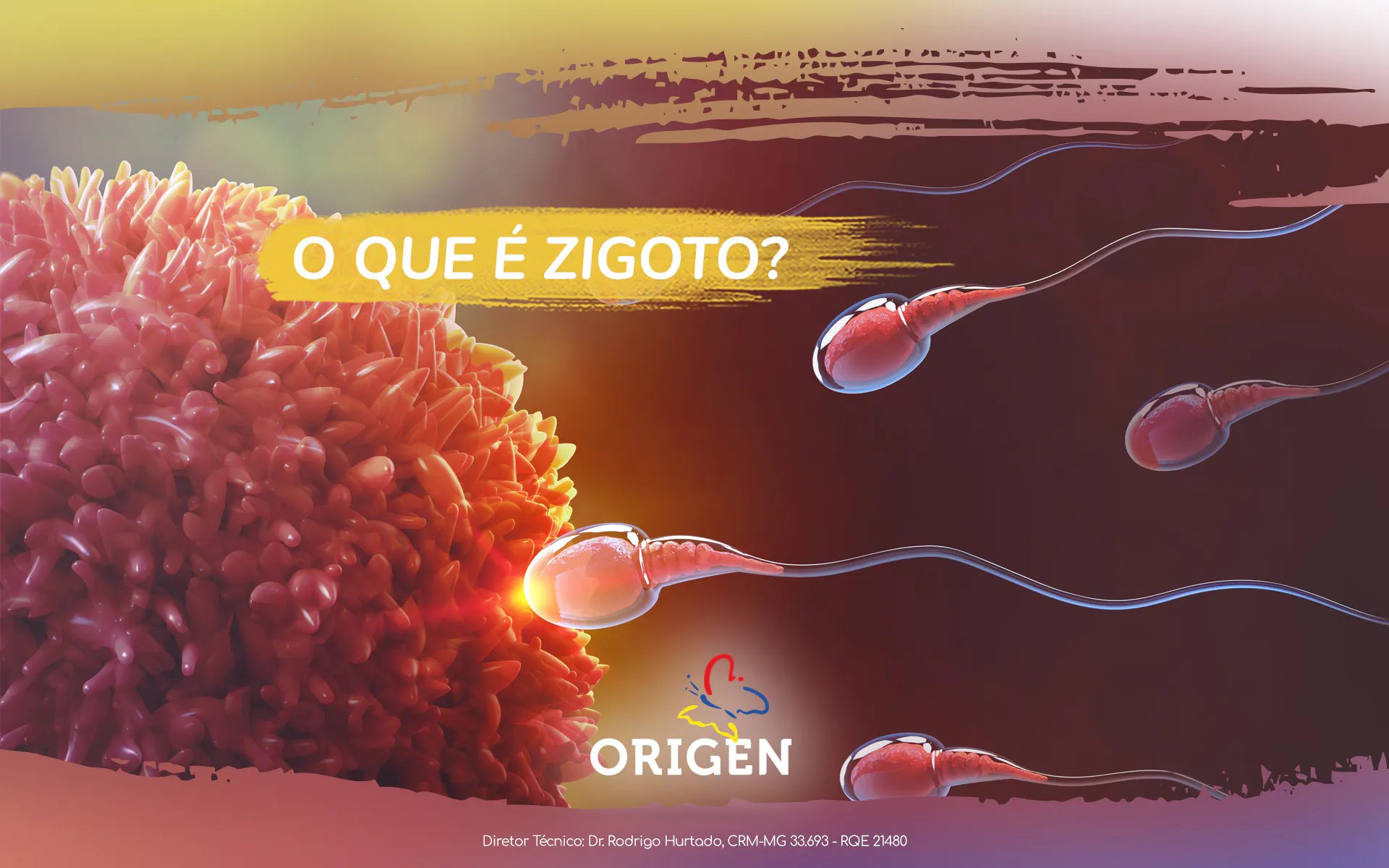 O que é zigoto? » Clínica Origen Fertilização in Vitro