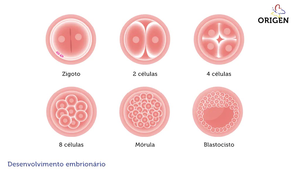 Como se forma o zigoto » Clínica Origen Fertilização in Vitro