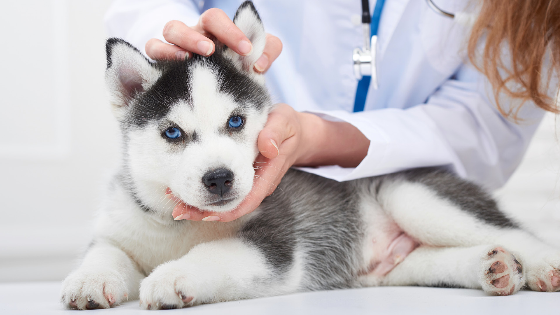 Dog Gut Health + How to Improve Your Dog’s Gut Microbiome PetPlate