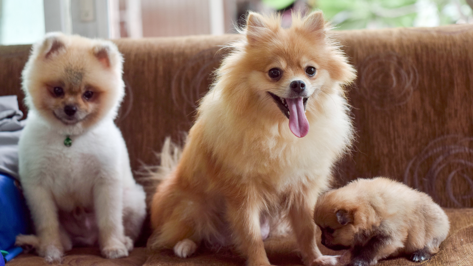 Diet & Nutrition Guide for Pomeranians PetPlate