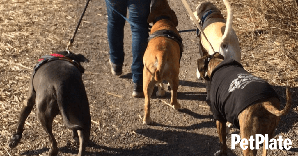 10 Tips for Training a Dog—Most Important Dog Training Rules PetPlate