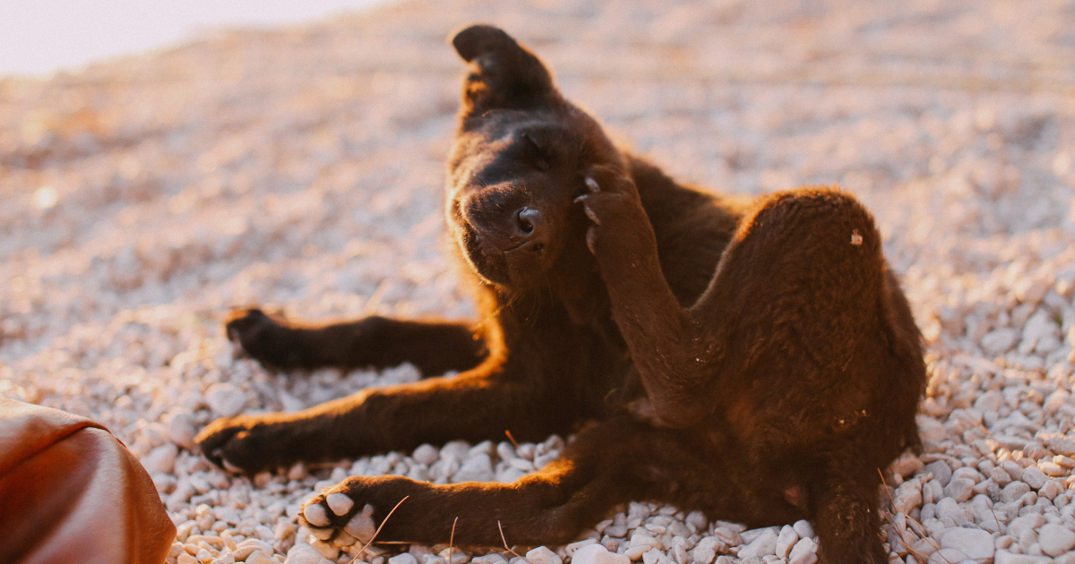 Why Is My Dog So Itchy? PetPlate