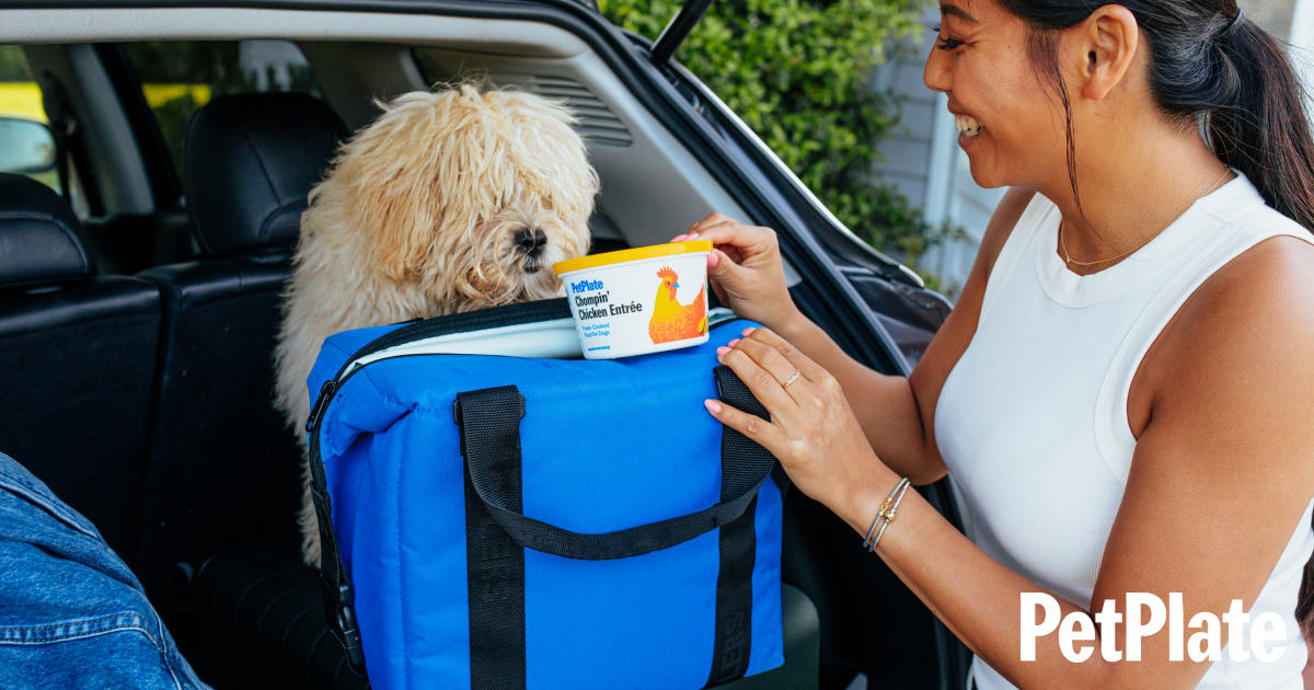 StressFree Holiday Travel with Pets How to Travel Safely With Your Dog PetPlate