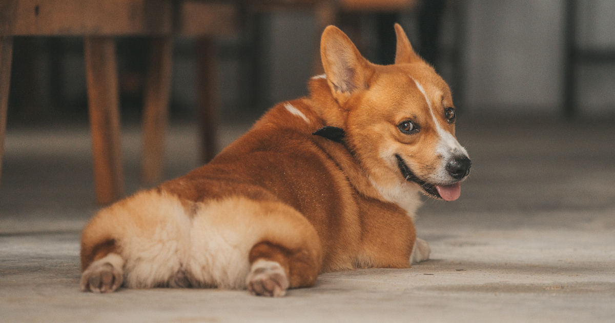 Diet & Nutrition Guide PetPlate