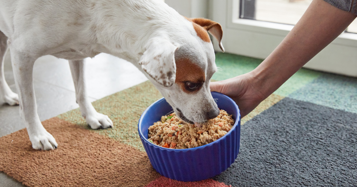 How We Know PetPlate is the Best Tasting Dog Food PetPlate PetPlate
