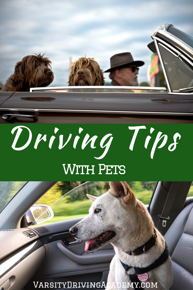 Tips for Driving with Pets to Reduce Distractions Varsity Driving School