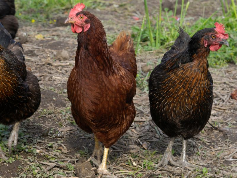 Raising Rhode Island Red Chickens dualpurpose breed