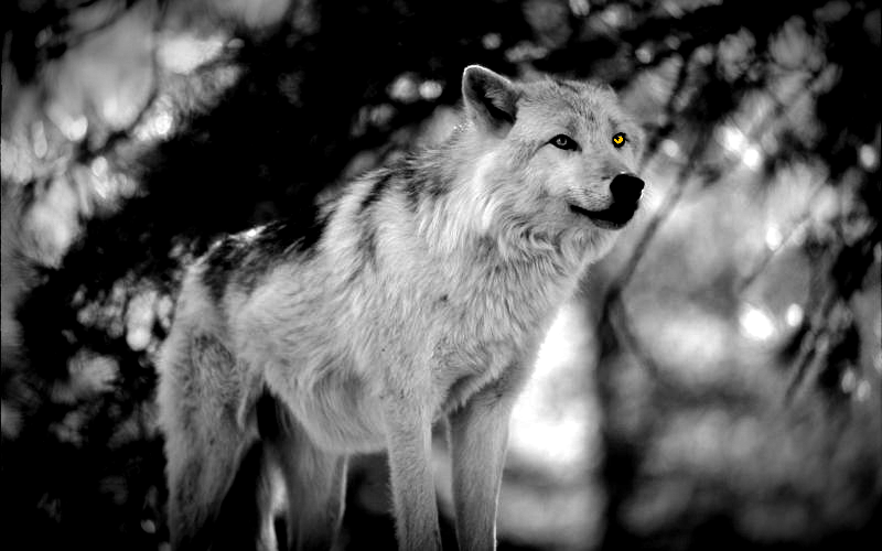 Cry wolf Origo Consulting