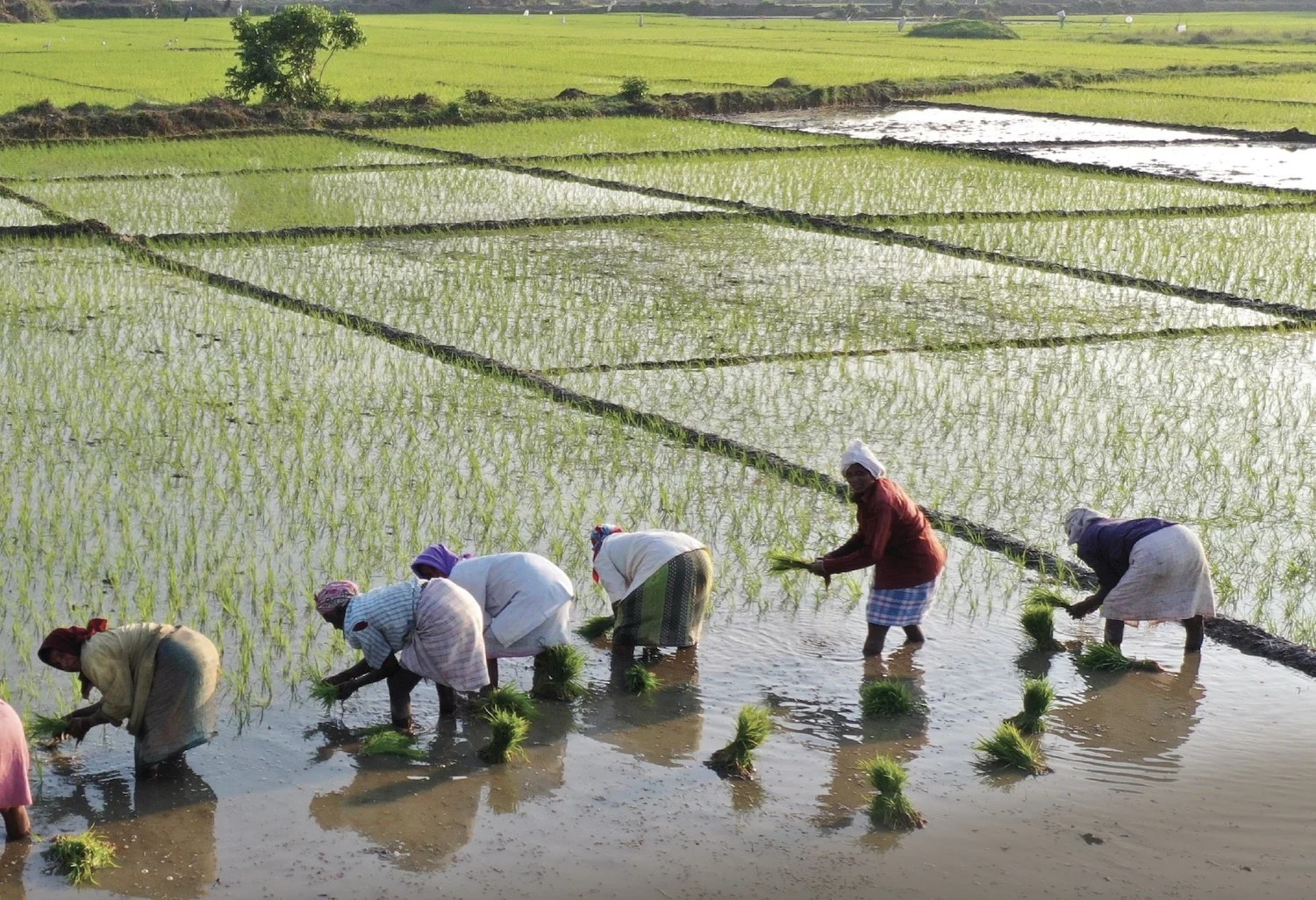 Orion Magazine The Ghost Crop of Goa