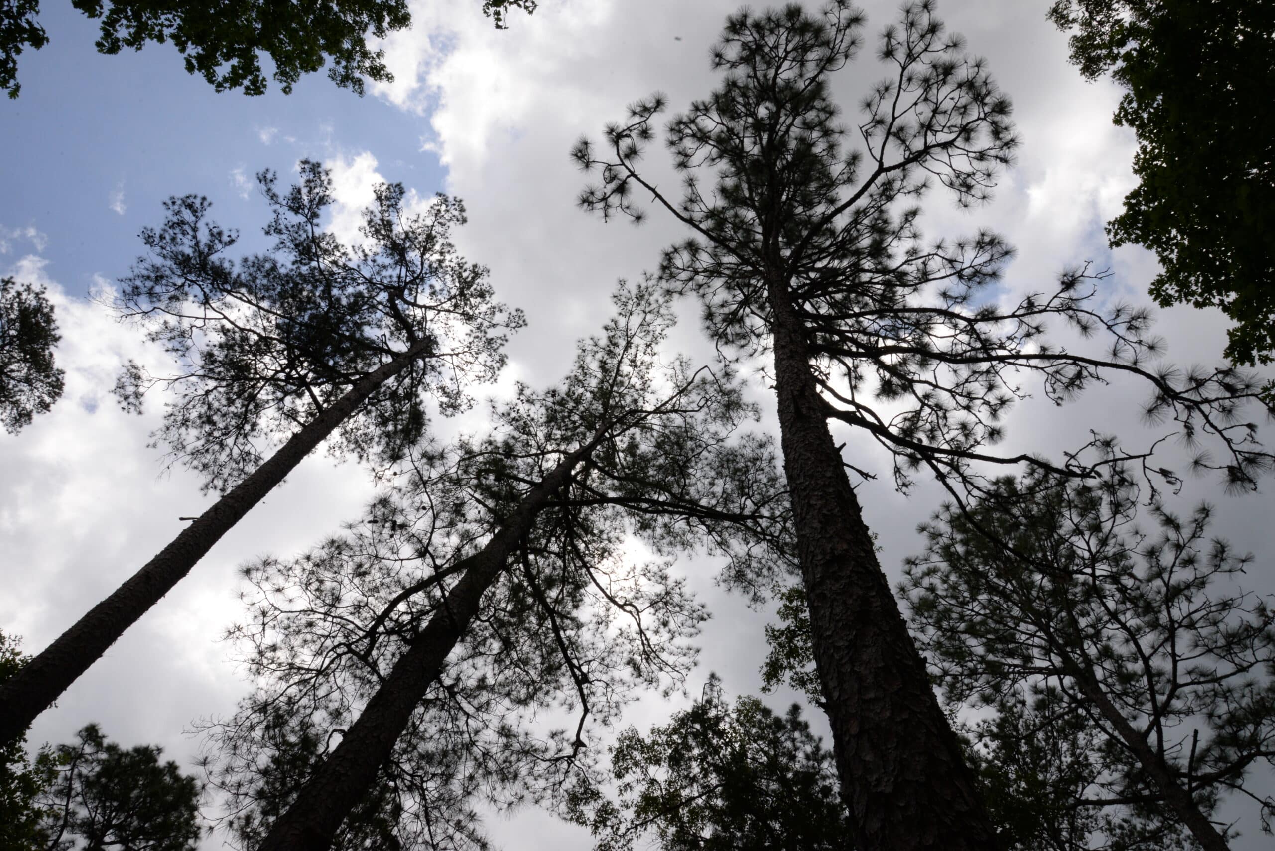 Orion Magazine The Brutal Legacy of the Longleaf Pine