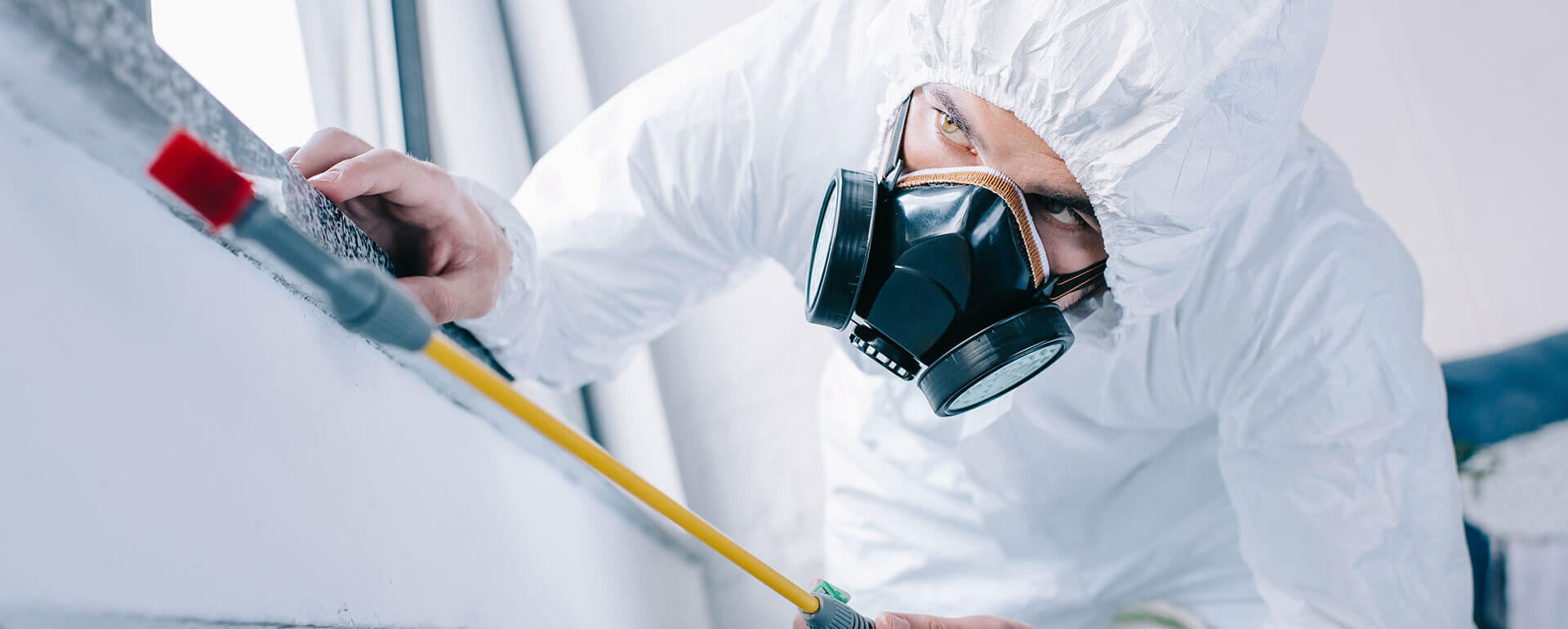 Best Pest Control Services in Abu Dhabi and Dubai