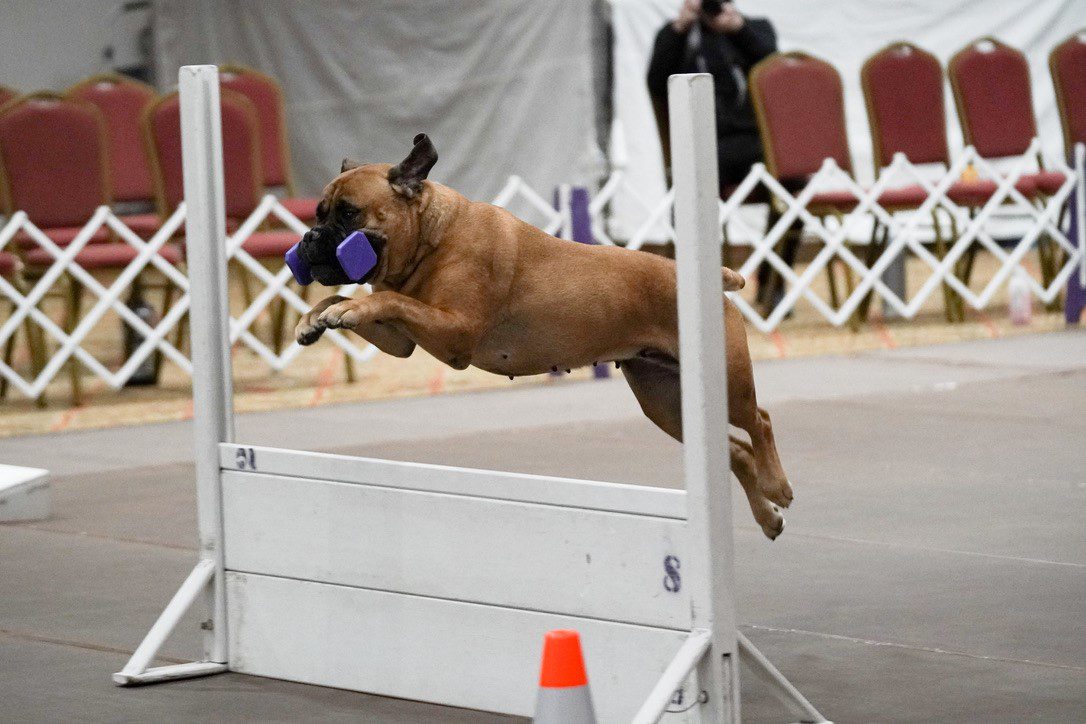 Contact Oak Ridge Kennel Club