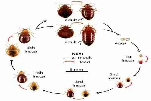 1 Bed Bug Company Near You Bed Bug Pros of Orlando