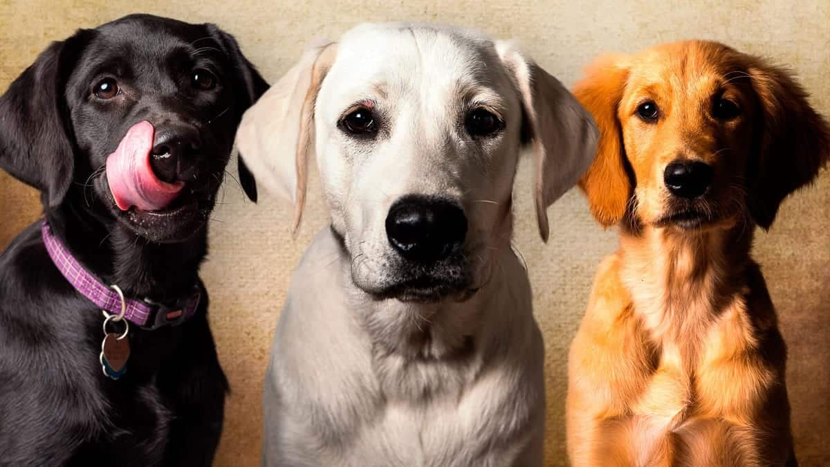 Are Dogs Allowed In Disney Resorts