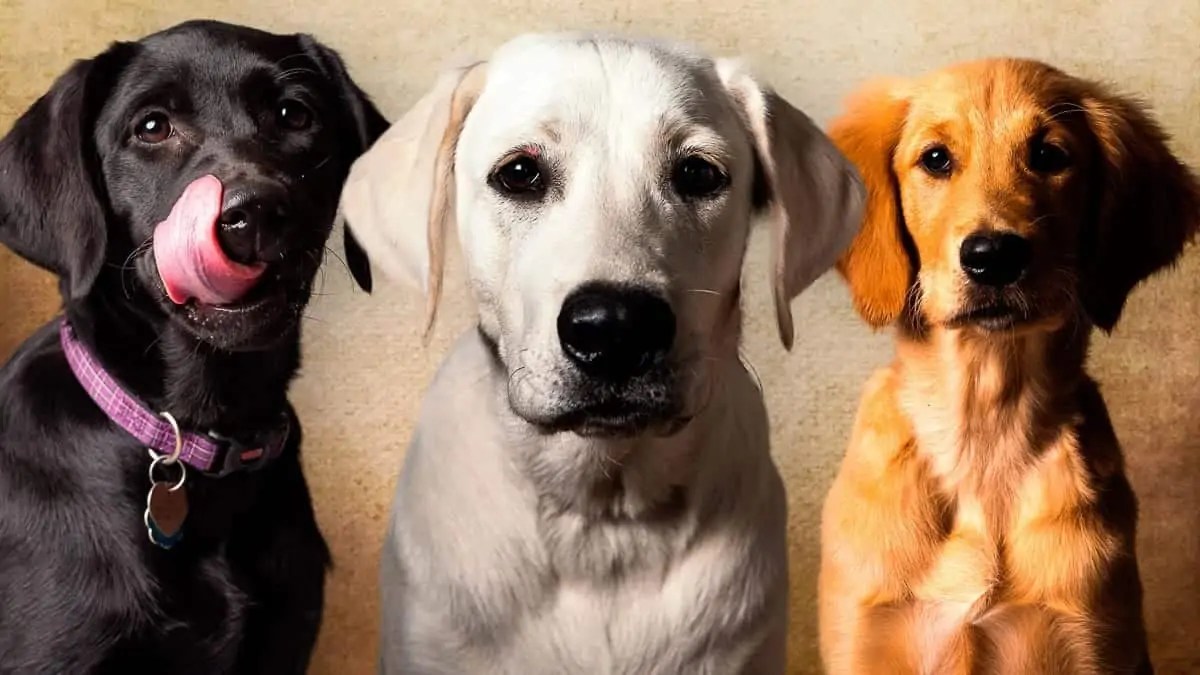 Does Walt Disney World Resorts Allow Dogs in Rooms?