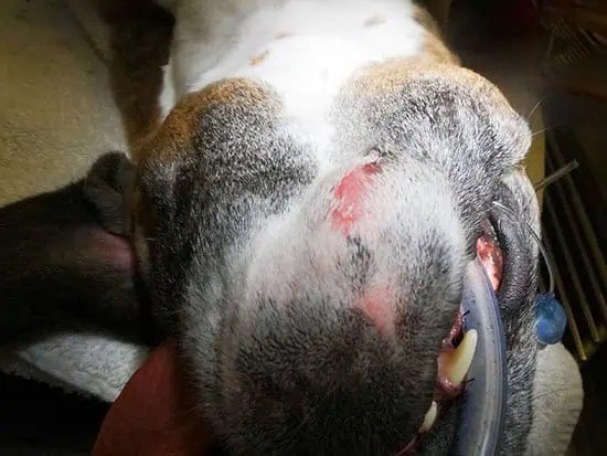 Dogs Jaw Cysts Surgery Recovery Orlando Pet Dentistry