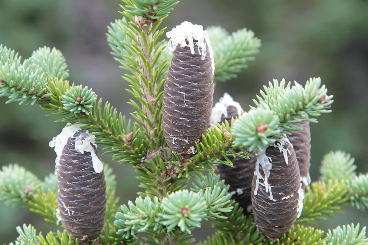 Balsam Fir (Abies balsamea) Orleans Conservation Trust