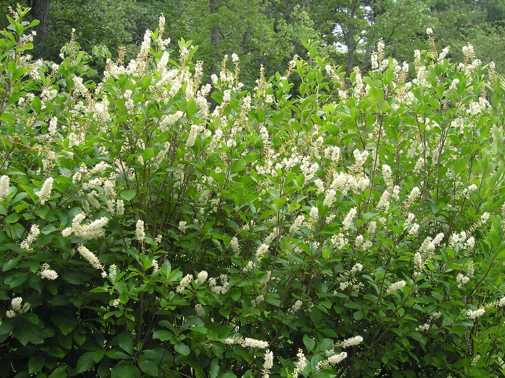 Coastal Sweet Pepperbush (Clethra alnifolia) Orleans Conservation Trust