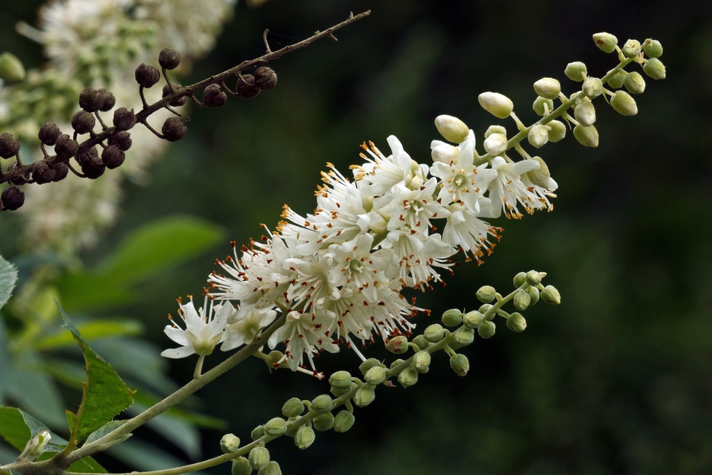 Coastal Sweet Pepperbush (Clethra alnifolia) Orleans Conservation Trust