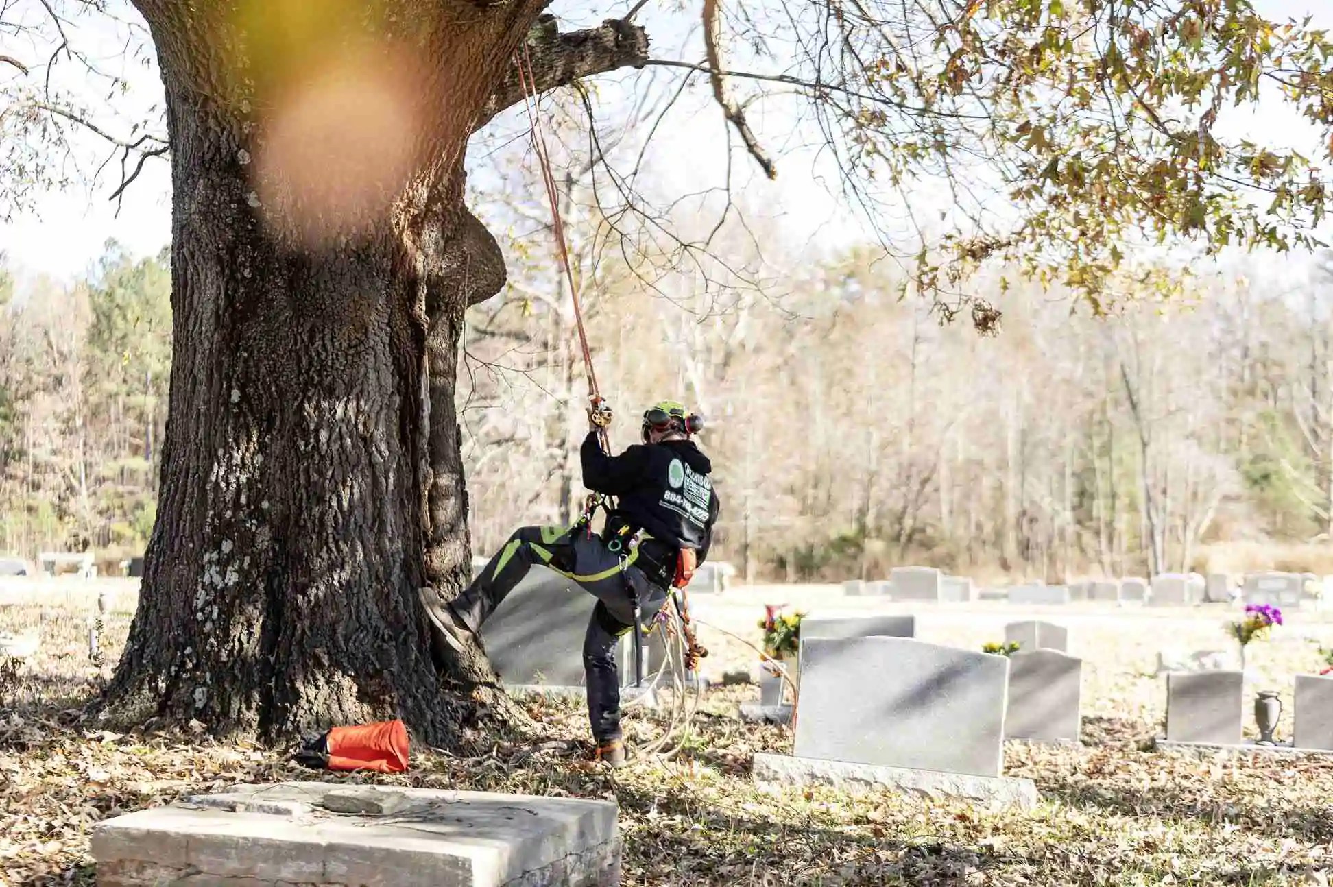 Best Tree Service Richmond VA Orleans Co. Tree Service