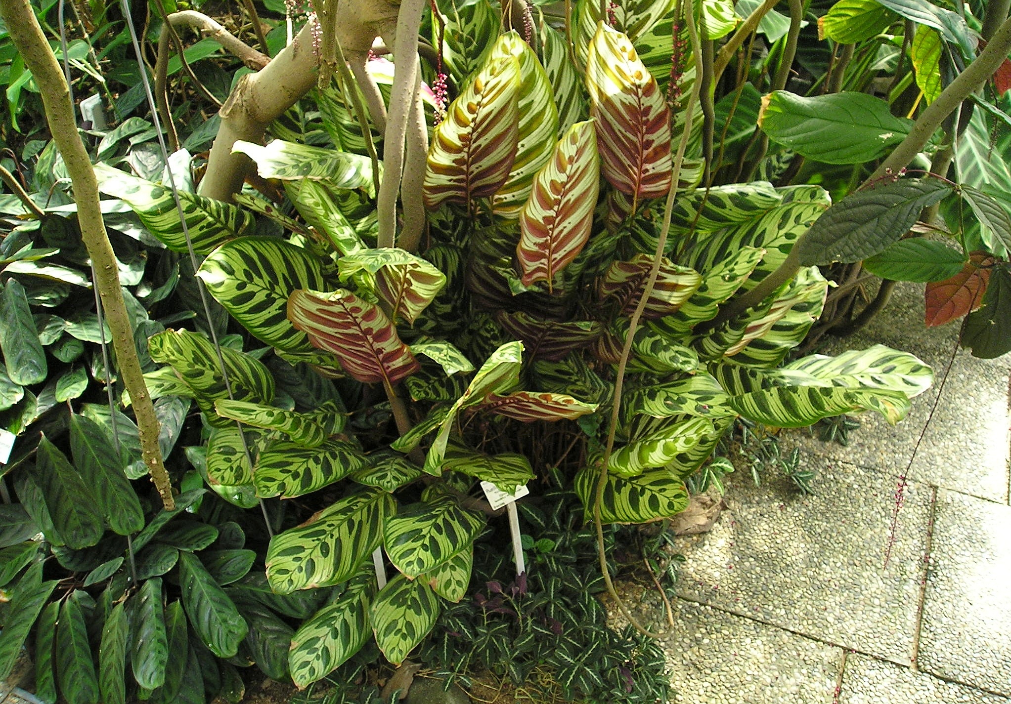 Calathea makoyana. Lapicera, calatea. Plantas Ornamentales