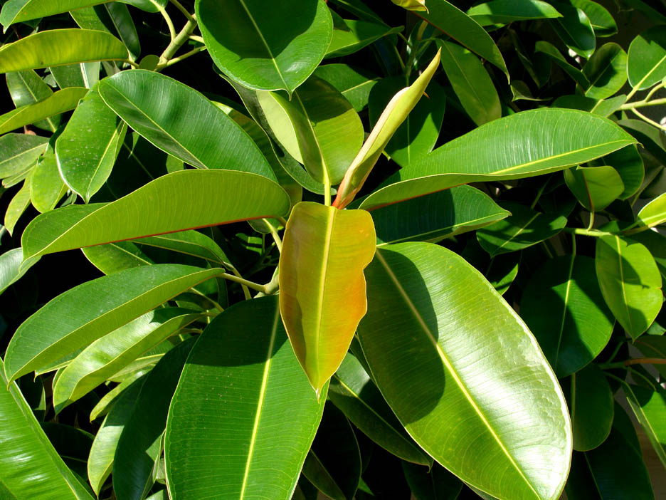 Plantas que purifican el aire. Plantas Ornamentales